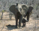 Accommodated - Kruger & Swaziland Overland Tour