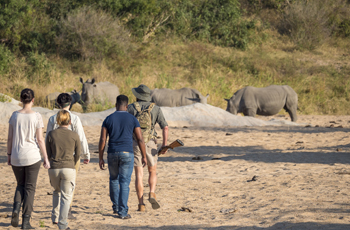 Approaching rhinos on foot, Jock Safari Lodge
