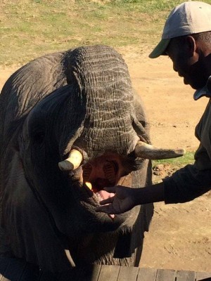 Botlierskop Game Reserve, Elephant experience