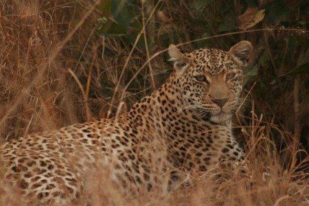 Leopard at Elephant Plains Lodge