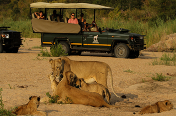 Lions on safari, Jock Safari Lodge