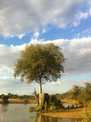 Umlani Lodge