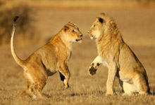 Lions on safari Lions on safari