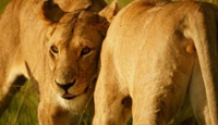3 Night Okavango Fly In Safari 3 Night Okavango Fly In Safari