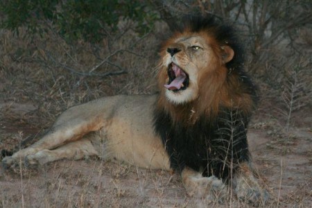 Thornybush Waterside Lodge