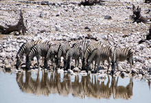 Zebras in Etosha Zebras in Etosha