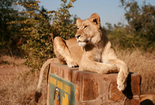 Lion on safari Lion on safari