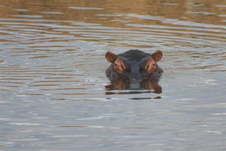 Elephant Plains