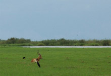 Lechwe, Okavango Delta Lechwe, Okavango Delta