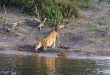 Lioness on Botswana Safari Lioness on Botswana Safari