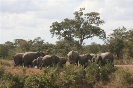 Umlani Bushcamp