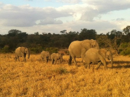 Umlani Bushcamp