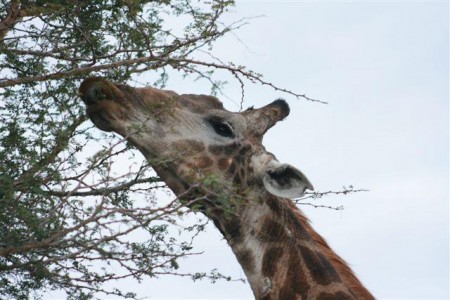 Thornybush Waterside Lodge