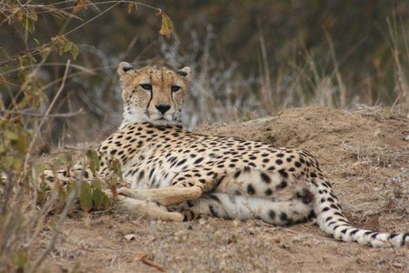 Thornybush Game Reserve