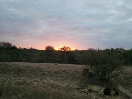 Thornybush Game Reserve