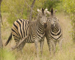20 Day South African Explorer Tour - Accommodated