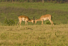 Kruger National Park safari Kruger National Park safari