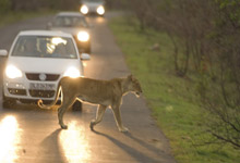 Lioness on safari Lioness on safari
