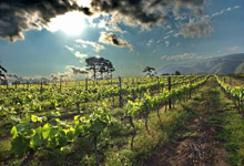 Cape Winelands Tour Cape Winelands Tour