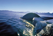 Whale near Cape Town Whale near Cape Town