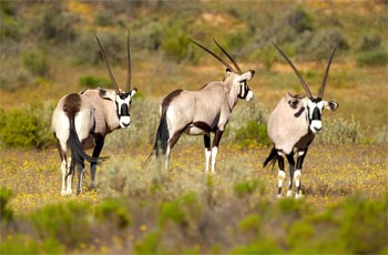 Gemsbok in the flowers