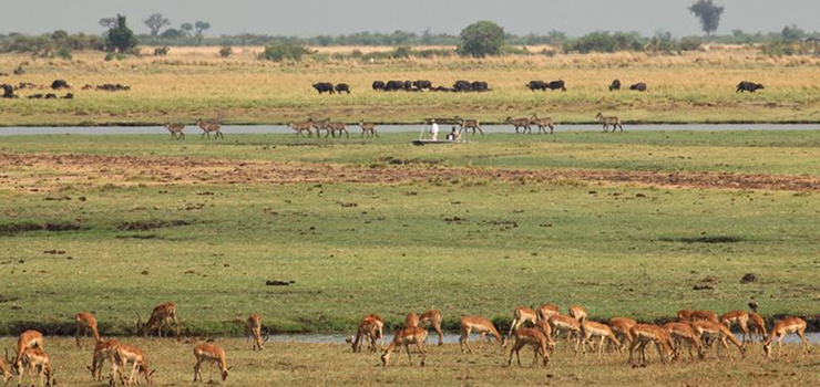 Vast herds of wildlife grace the Chobe River flood plains