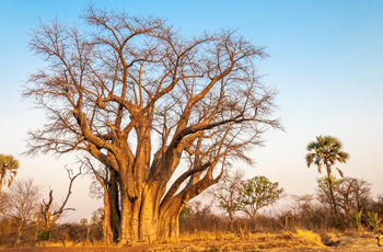 Baobab Tree near the falls