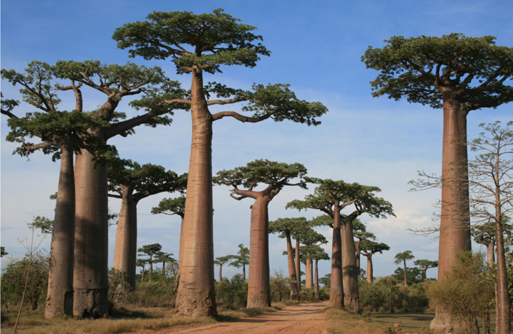 Baobabs of Madagascar