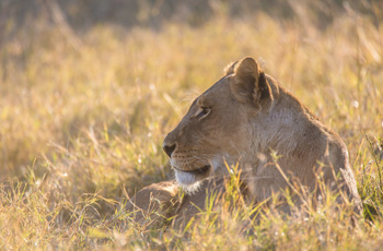 Lion on safari with Bushways