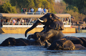 Boat Safari, Chobe Safari Lodge, Botswana
