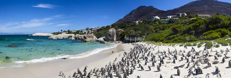 African penguins, near Cape Point