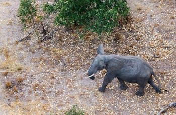 Elephant seen from the air, near Chobe, Botswana