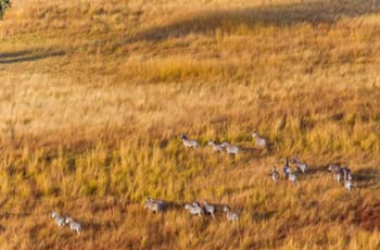 Zebra seen on the grasslands at dawn, Chobe, Botswana