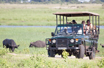 Game Drive, Chobe Safari Lodge, Botswana