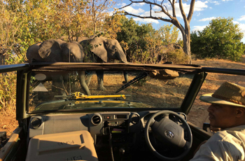 On safari at Elephant Valley Lodge