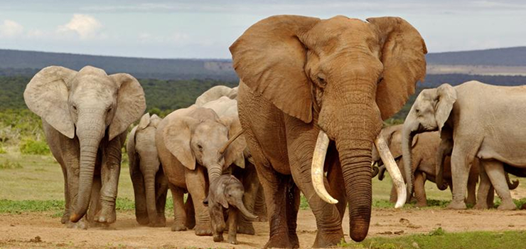 Elephants at Addo National Park