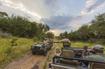 Game Drives are conducted in open vehicles with professional guides