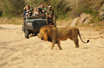 Open Vehicle Safari, Inyati Game Lodge, South Africa