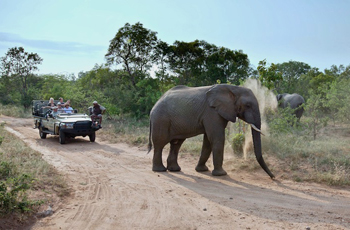 Open Vehicle Safari, Kapama Game Reserve, South Africa