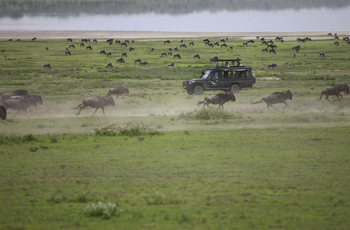 Wildebeest on the move, Serengeti, Tanzania