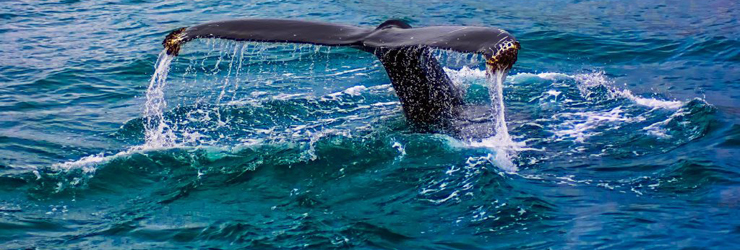 Hermanus is well known for its land-based whale watching