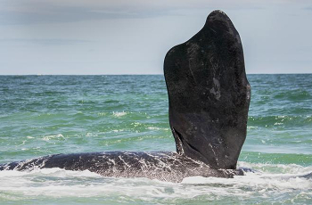 Southern Right Whales close to Hermanus during July - October