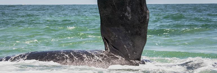 Southern Right Whales are regular visitors to South Africa's south coast