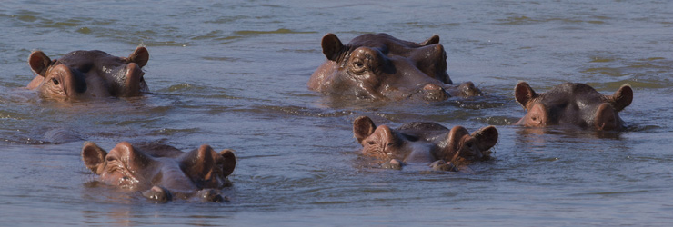 Hippo are an abundant mammal in Zambia's rivers