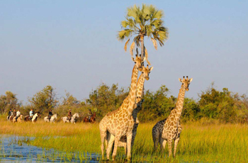 Horseback Safari viewing giraffe, African Horse Back Safaris, Botswana