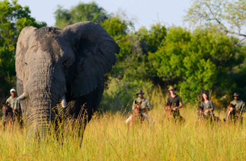 Horseback Safari with African Horse Back Safaris, Botswana