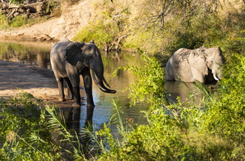 Elephants seen on safari at Inyati Game Lodge, South Africa