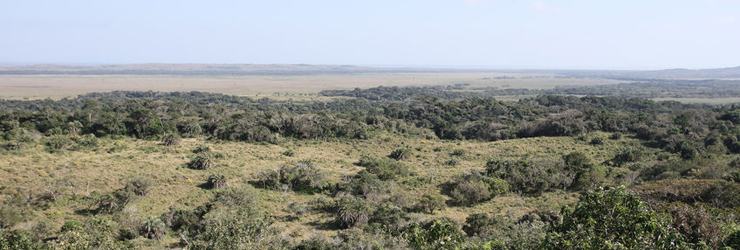 Lake St Lucia is part of the Isimangalsio Wetland Park