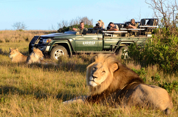 Lion whilst on safari, Kariega Game Reserve