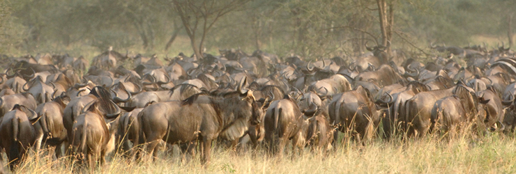 The famed wildebeest that migrate through the Masai Mara